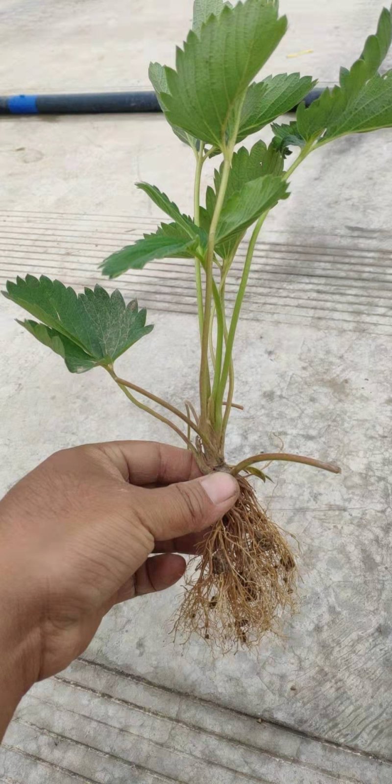 供应高山草莓苗，品种有红颜，章姬等