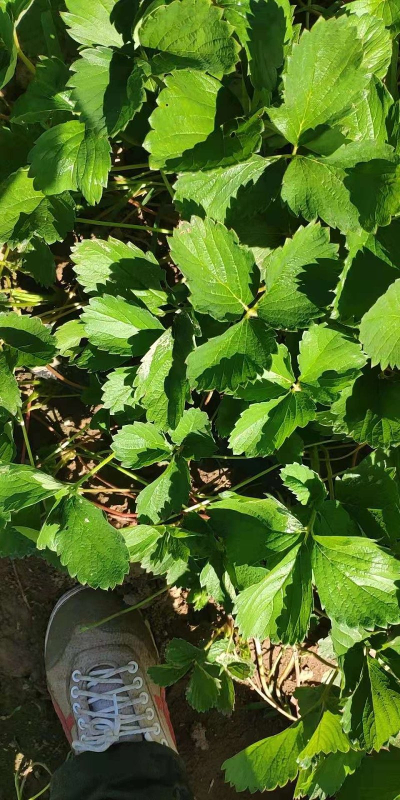 供应高山草莓苗，品种有红颜，章姬等