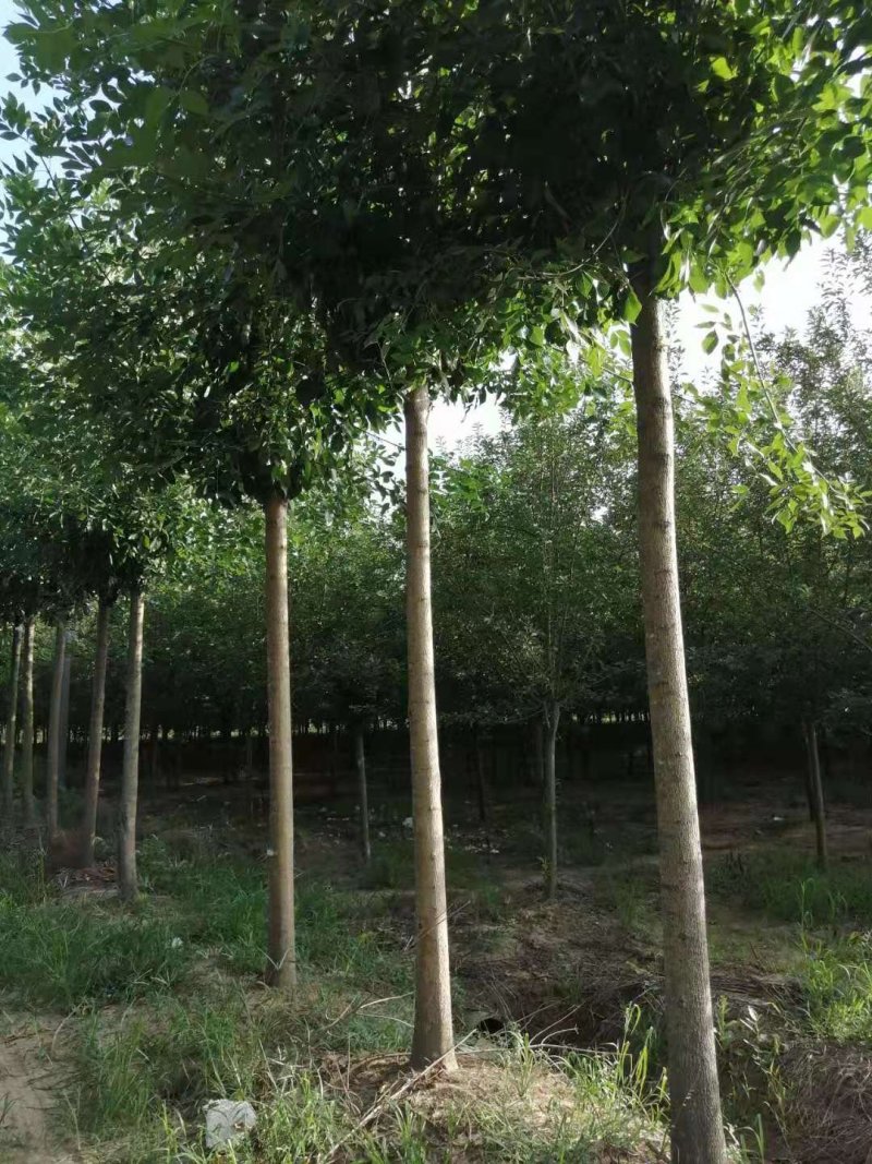 10公分精品白蜡基地批量批发价出售工程绿化苗木