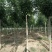 10公分精品白蜡基地批量批发价出售工程绿化苗木
