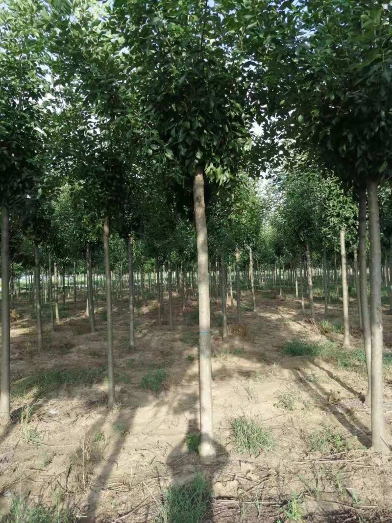 10公分精品白蜡基地批量批发价出售工程绿化苗木