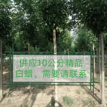 10公分精品白蜡基地批量批发价出售工程绿化苗木