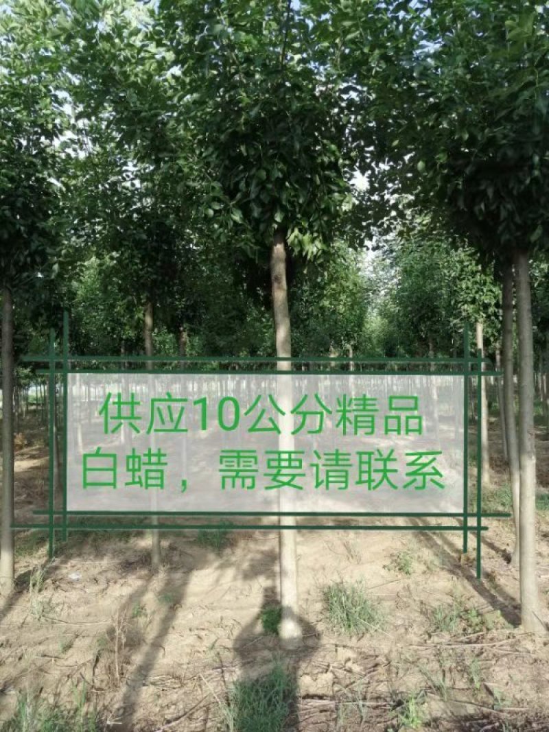 10公分精品白蜡基地批量批发价出售工程绿化苗木