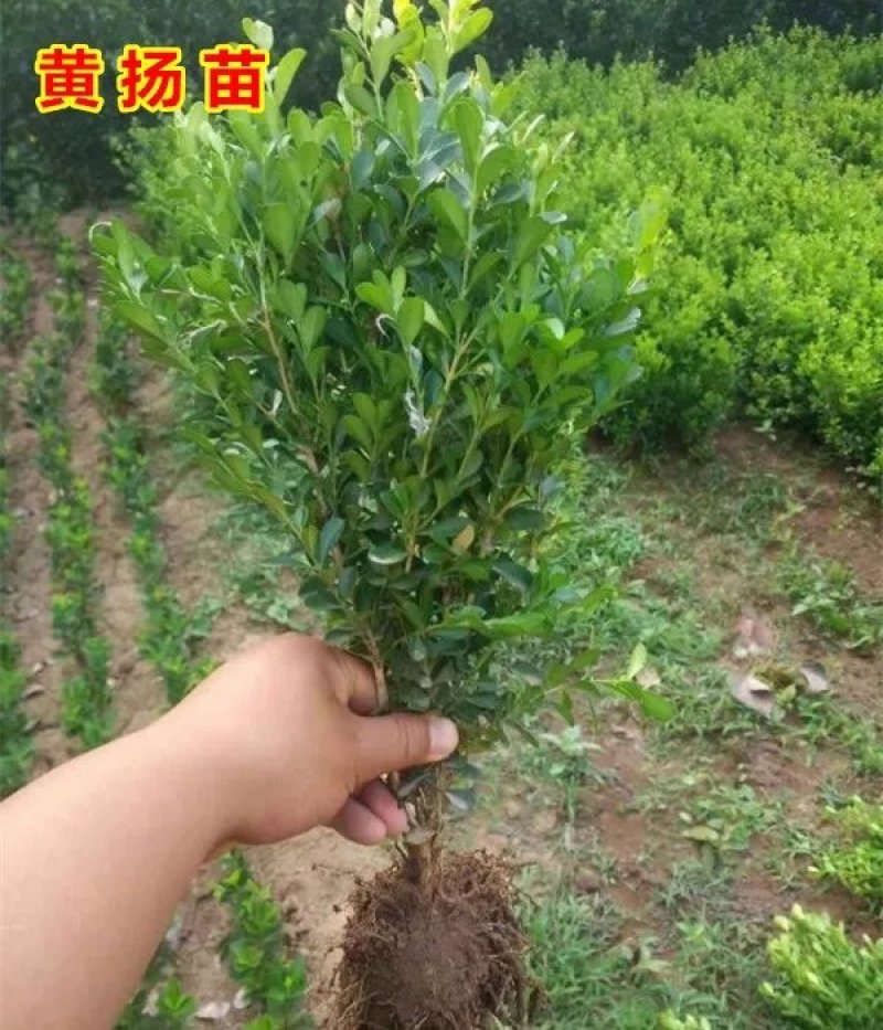 大叶黄杨冬青树苗瓜子黄杨小苗庭院室外盆景篱笆围墙植物四季