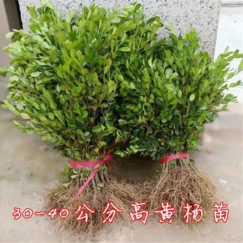 大叶黄杨冬青树苗瓜子黄杨小苗庭院室外盆景篱笆围墙植物四季