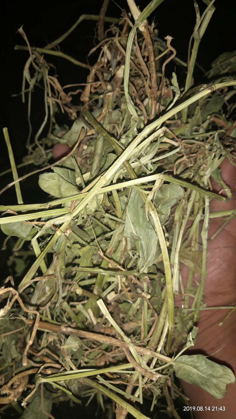 优质花生秧