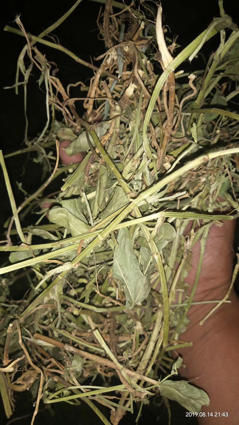 优质花生秧