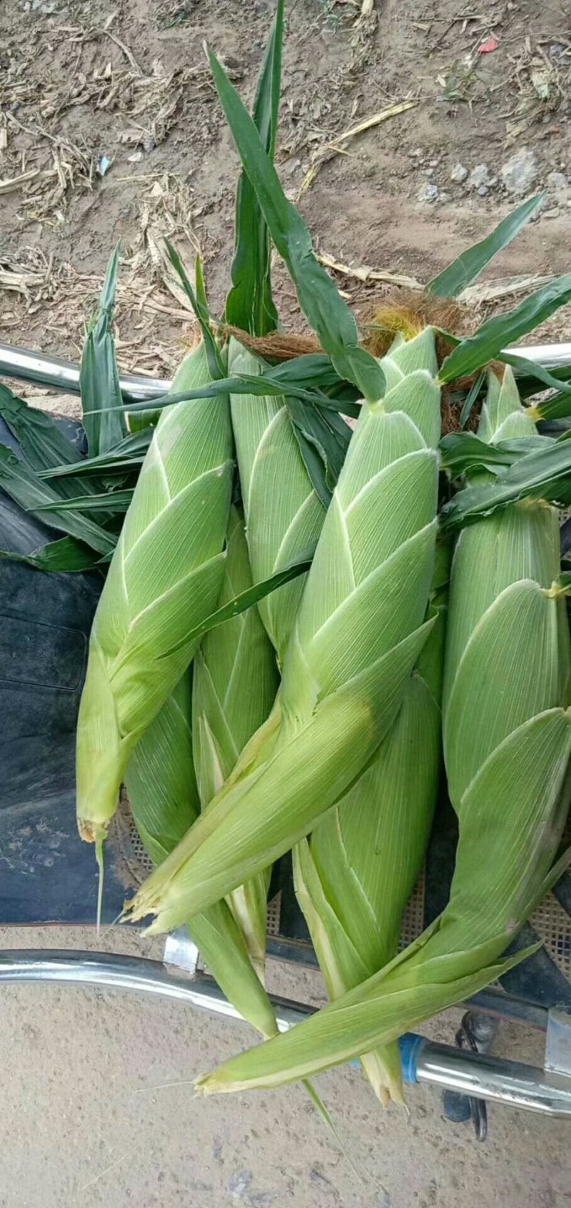 湖北嘉鱼县潘家湾蔬菜基地大量鲜食甜玉米上市，欢迎来电咨询