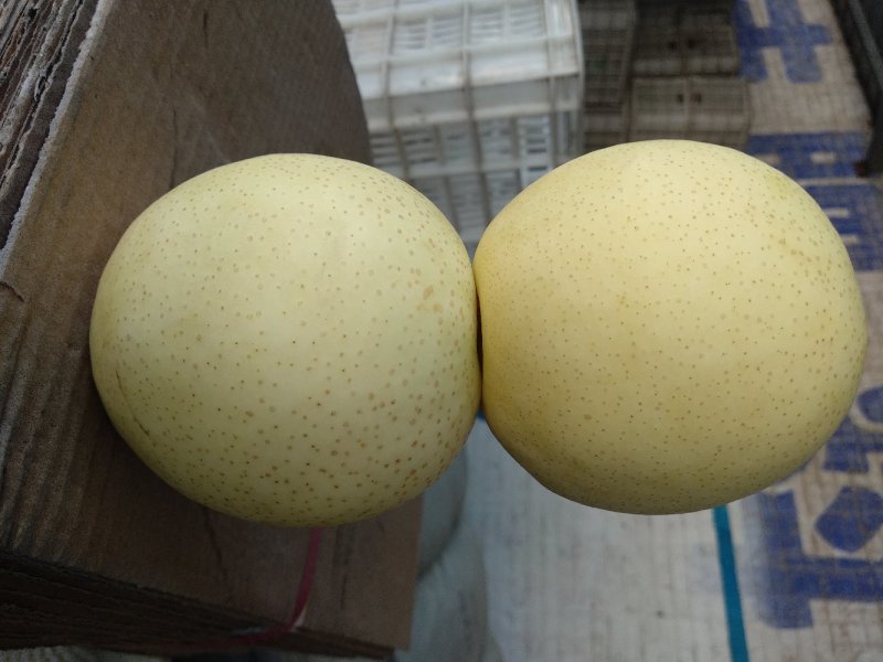 皇冠案
