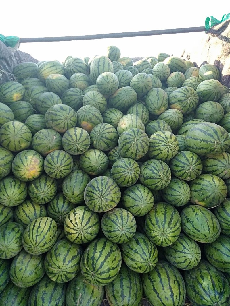 山阴西瓜大量上市