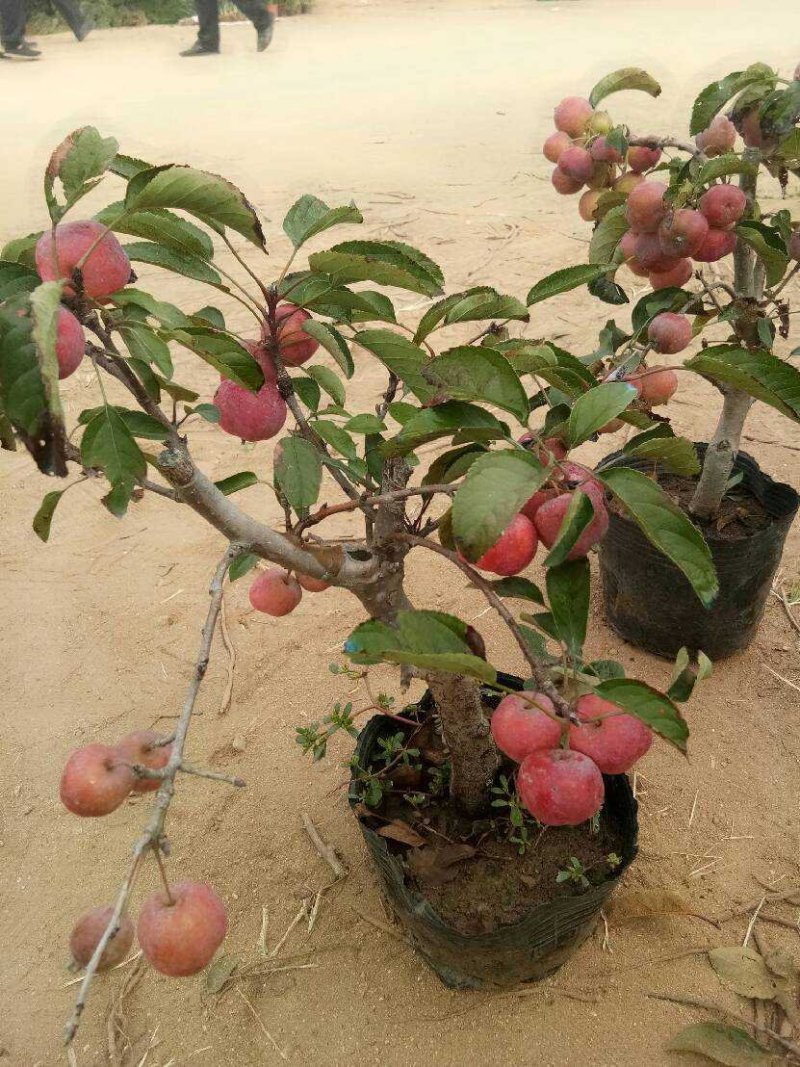 红富士矮化苹果树苖盆栽冰糖心苹果苖南北方四季种植当