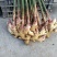 供应大量，板栗，生姜
