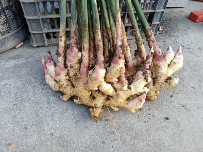 供应大量，板栗，生姜