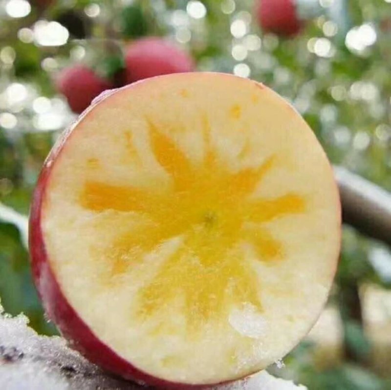 盐源嘎啦苹果丑苹果一件代发