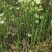 节节草土木贼锁眉草