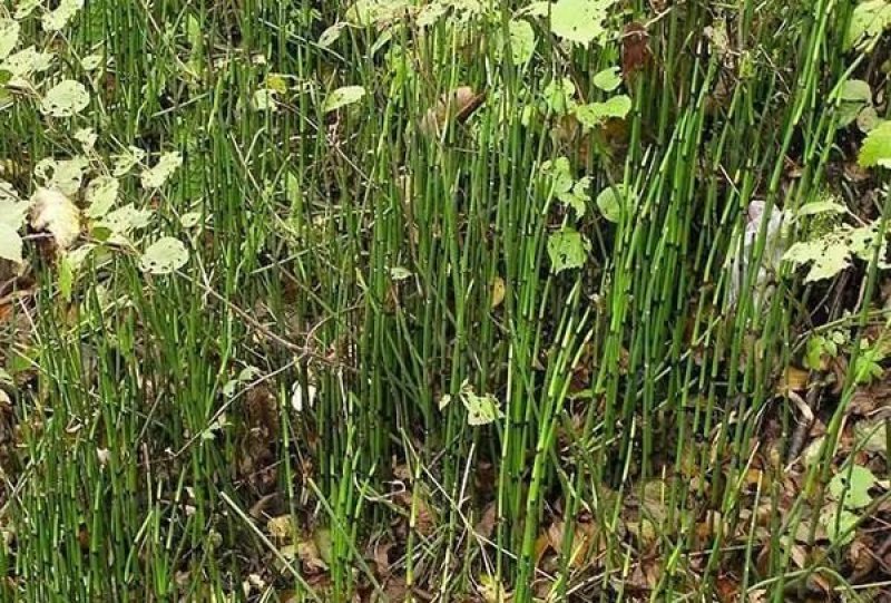 节节草土木贼锁眉草