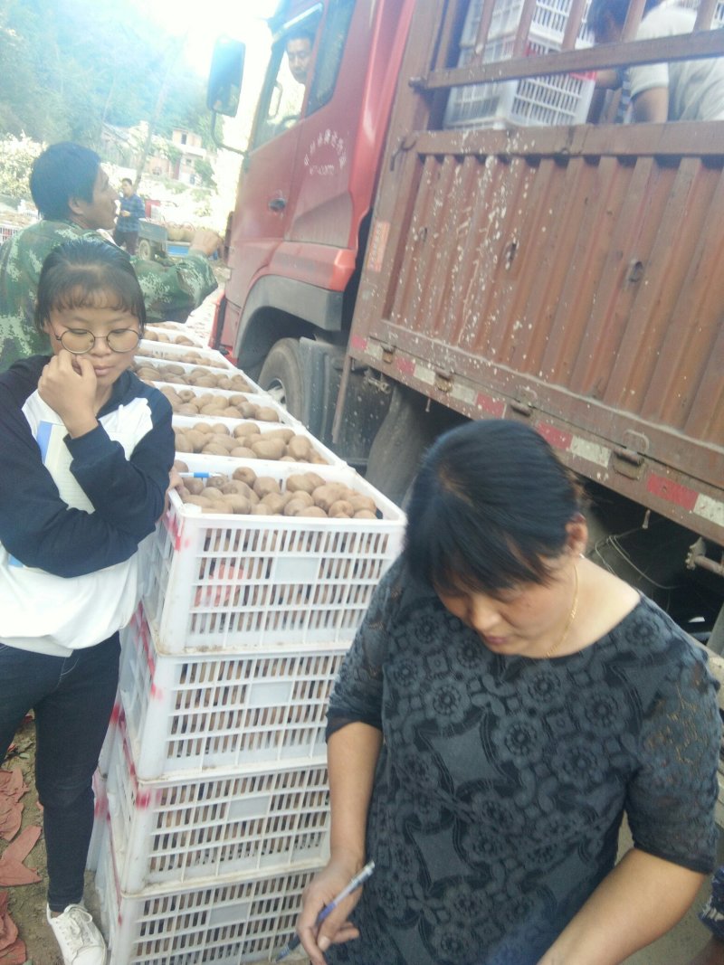河南海沃德绿心猕猴桃万亩基地产地直销一手货源可视频看货