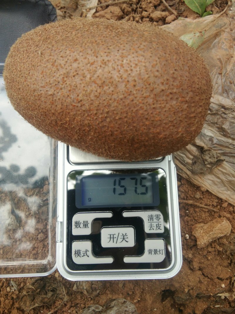 河南海沃德绿心猕猴桃万亩基地产地直销一手货源可视频看货