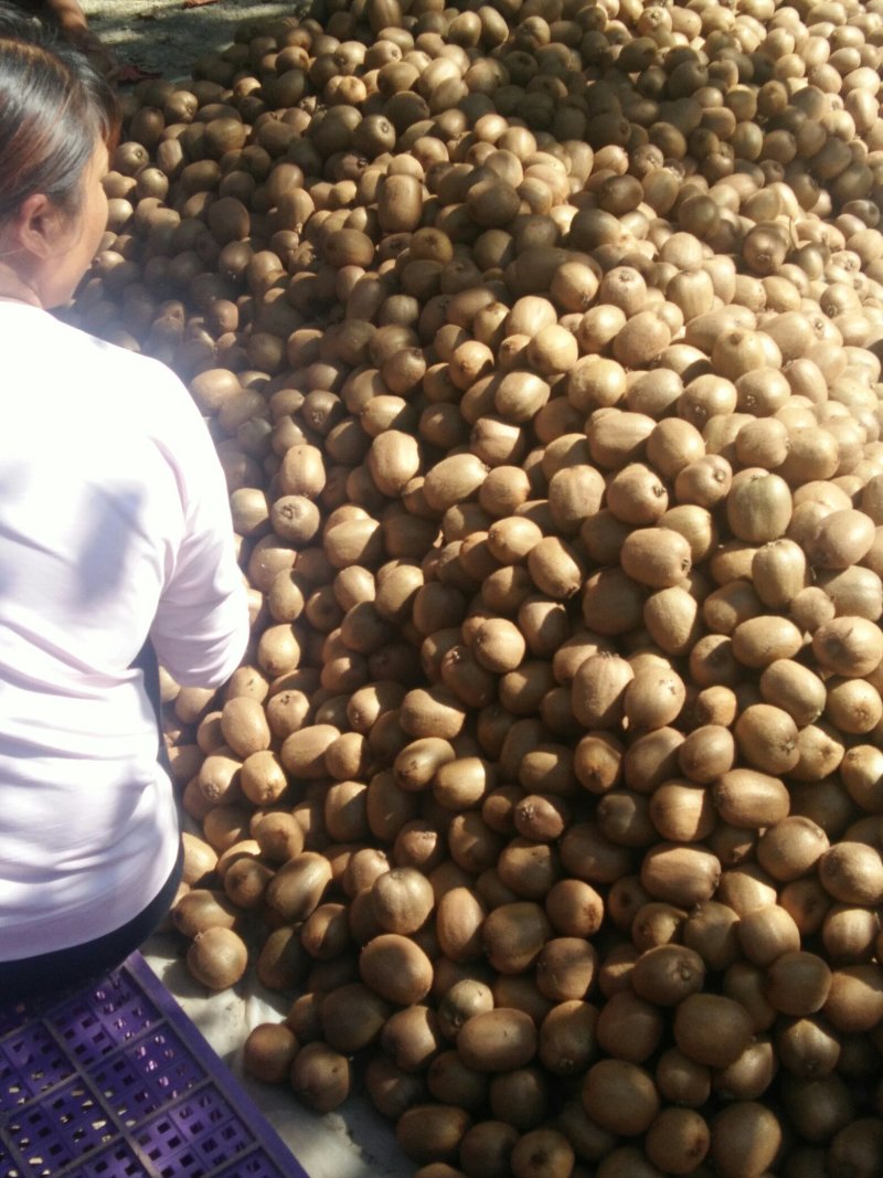 河南海沃德绿心猕猴桃万亩基地产地直销一手货源可视频看货