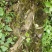 川木通野生高山川木通有圆片和斜片