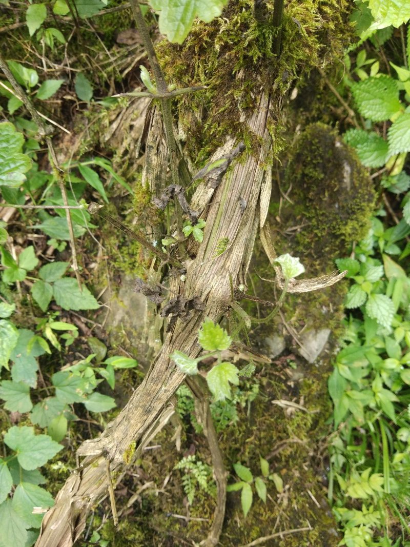 川木通野生高山川木通有圆片和斜片