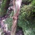 川木通野生高山川木通有圆片和斜片