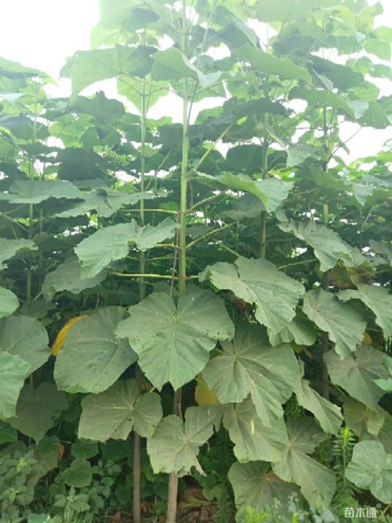 泡桐苗，紫花泡桐苗，兰考泡桐，四倍体泡桐60万棵