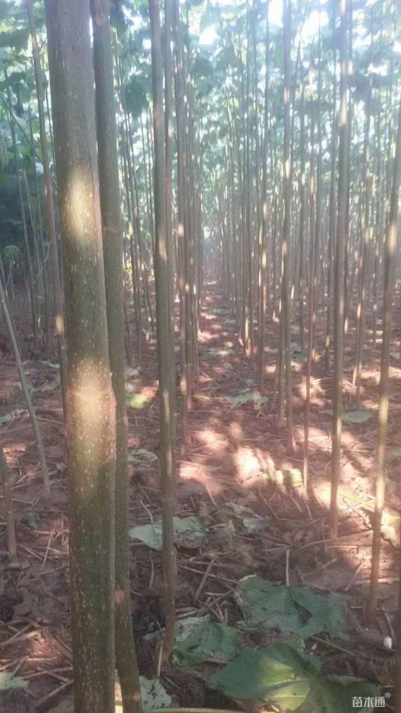 泡桐苗，紫花泡桐苗，兰考泡桐，四倍体泡桐60万棵