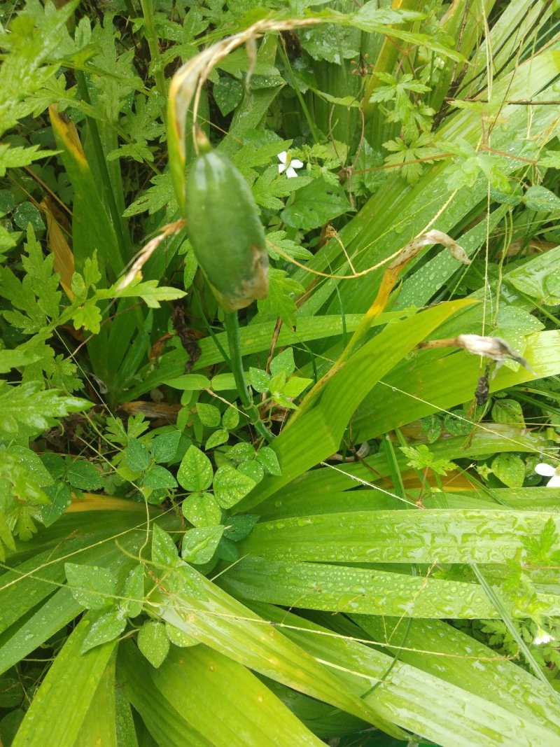 鸢尾花，兰花鸢尾，不含盆，一至三年，又名川射干
