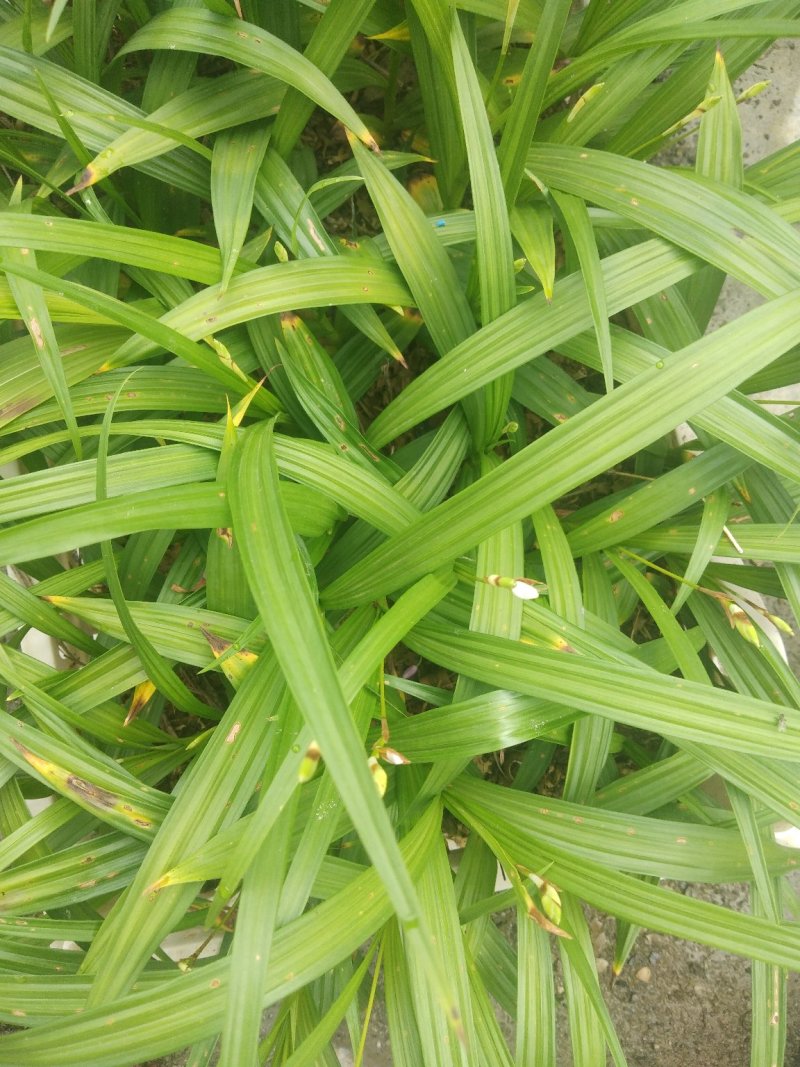 鸢尾花，兰花鸢尾，不含盆，一至三年，又名川射干