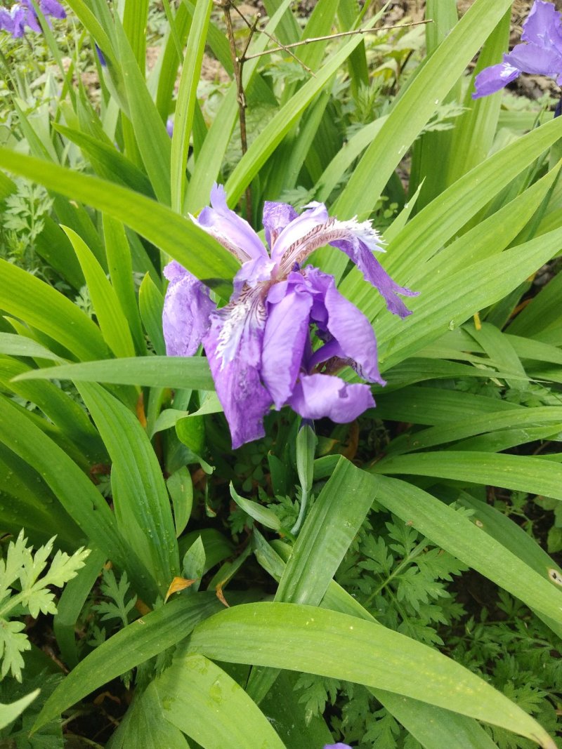 鸢尾花，兰花鸢尾，不含盆，一至三年，又名川射干