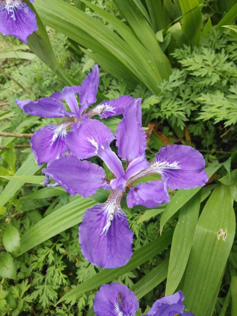 鸢尾花，兰花鸢尾，不含盆，一至三年，又名川射干