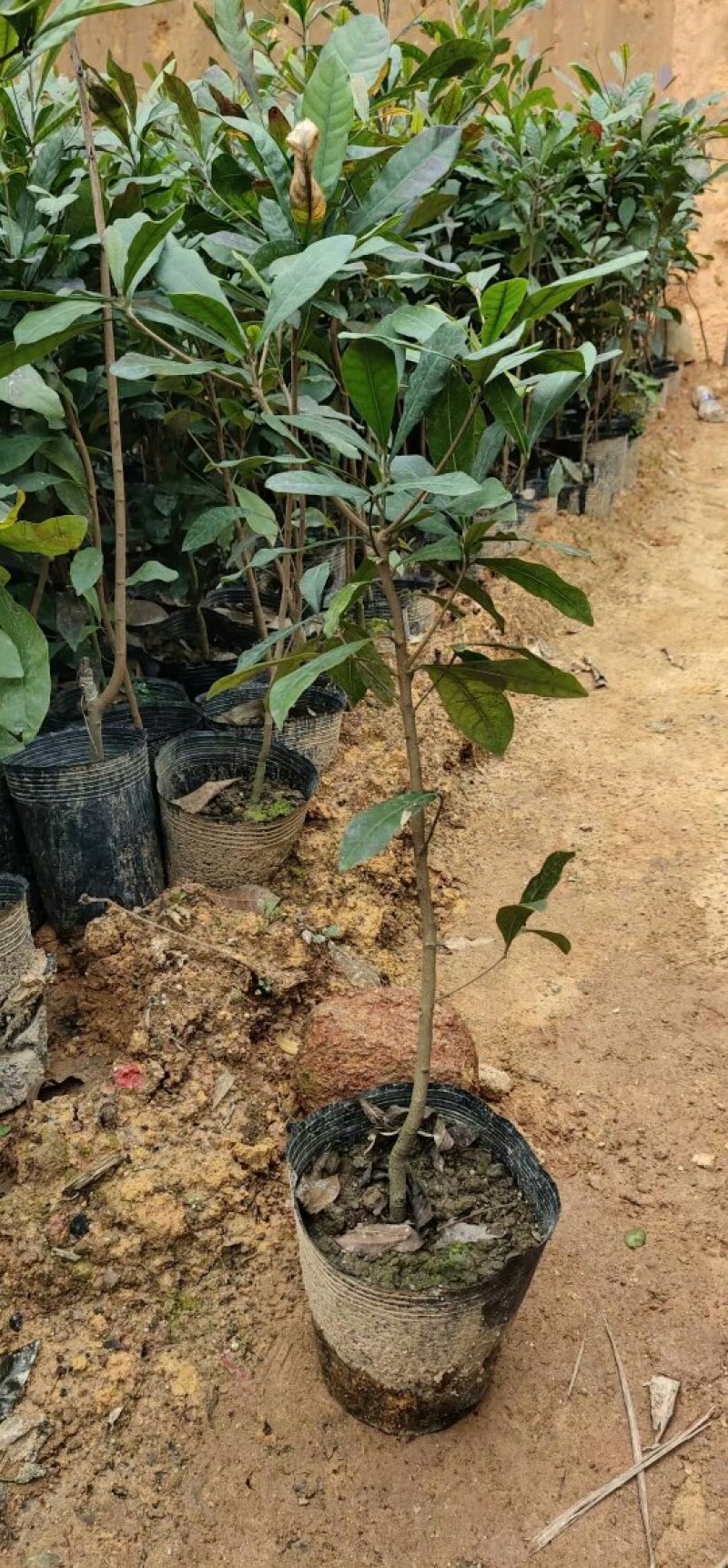 神秘果树苗四季开花当年结果变味果盆栽果树