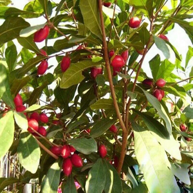 神秘果树苗四季开花当年结果变味果盆栽果树