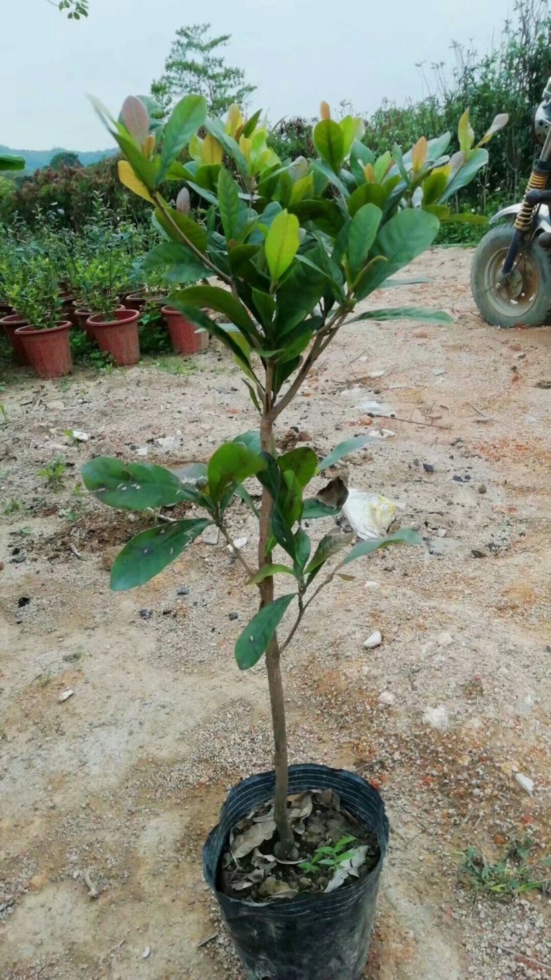 神秘果树苗四季开花当年结果变味果盆栽果树