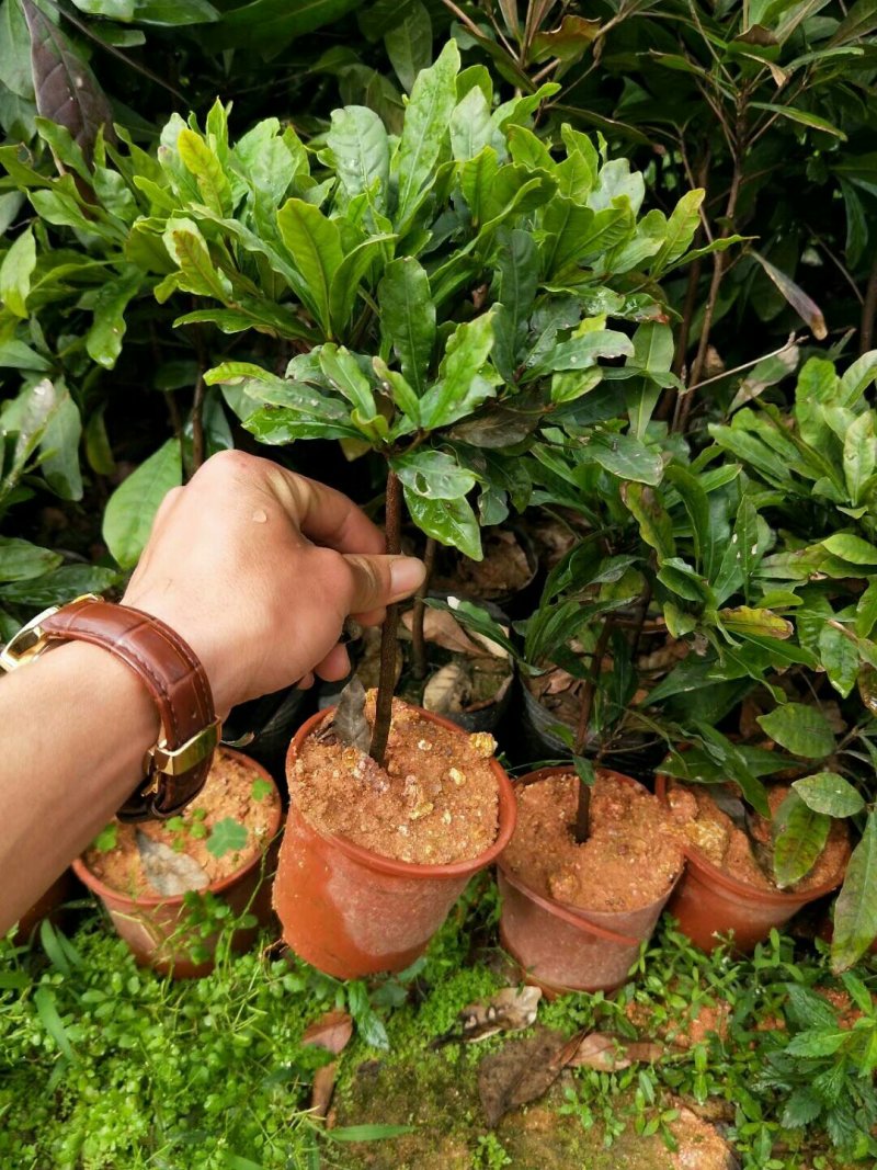 神秘果树苗四季开花当年结果变味果盆栽果树