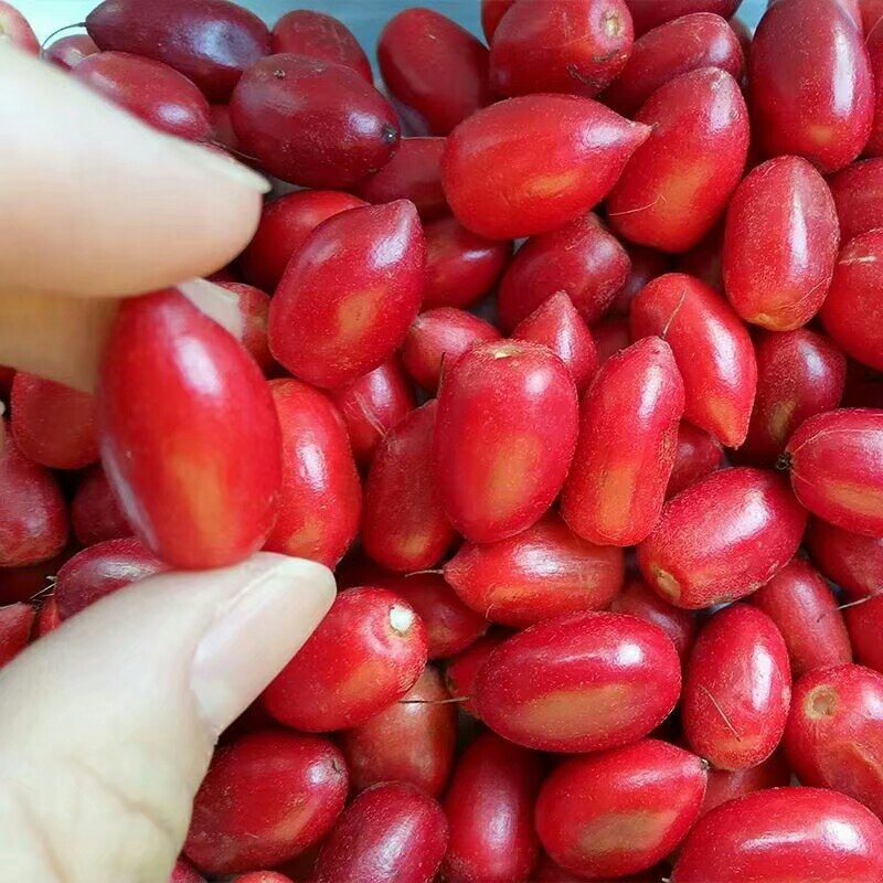 神秘果树苗四季开花当年结果变味果盆栽果树