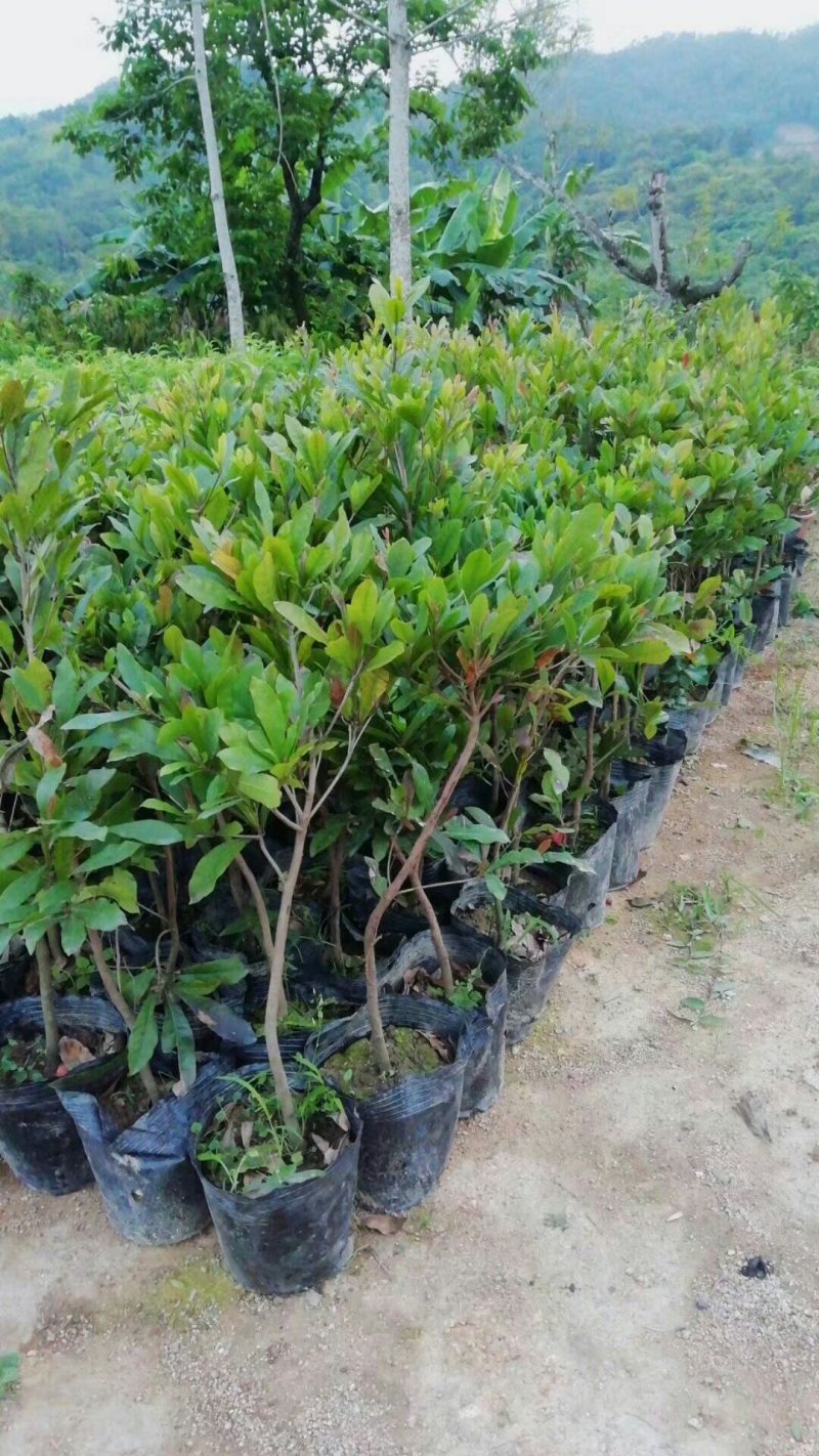神秘果树苗四季开花当年结果变味果盆栽果树