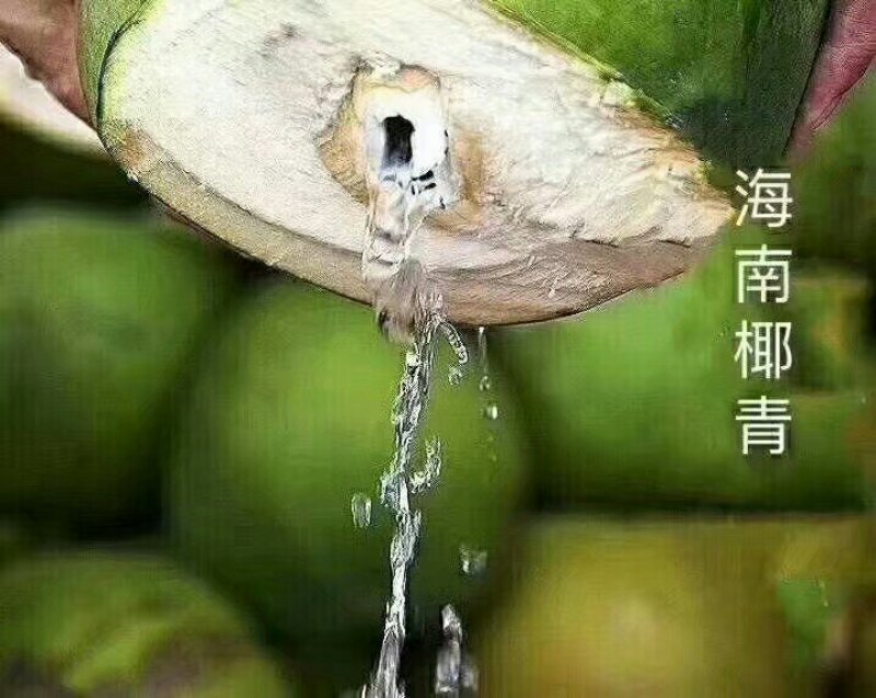海南青椰子苗椰子苗青椰黄金椰子树苗矮化椰子树苗