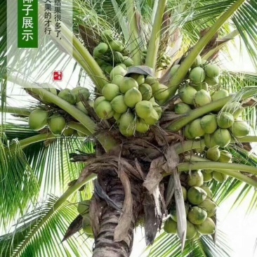 海南青椰子苗椰子苗青椰黄金椰子树苗矮化椰子树苗