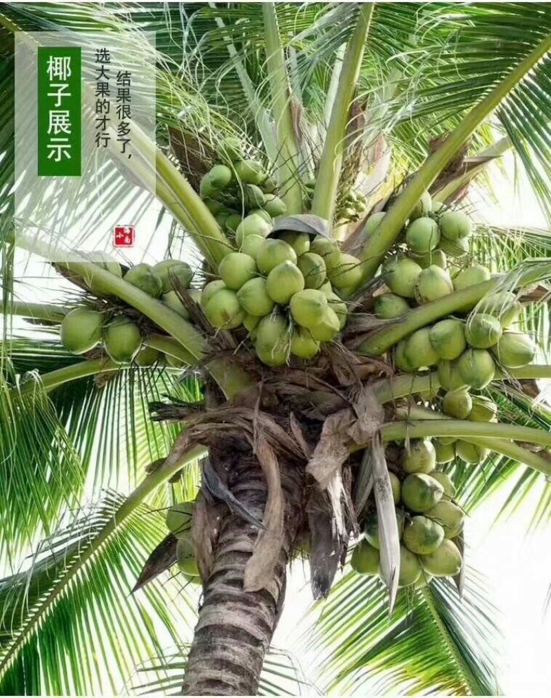 海南青椰子苗椰子苗青椰黄金椰子树苗矮化椰子树苗