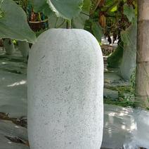 海南品种，台山品种的好质量漂亮白皮冬瓜