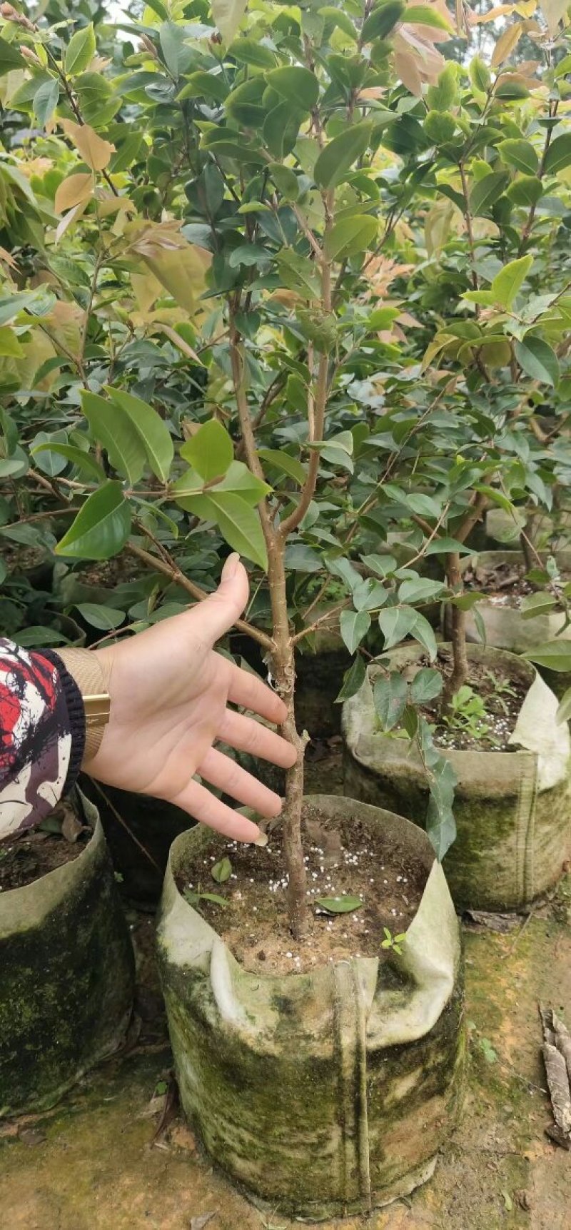 四季嘉宝果苗嘉宝果苗福冈嘉宝果苗四季果苗