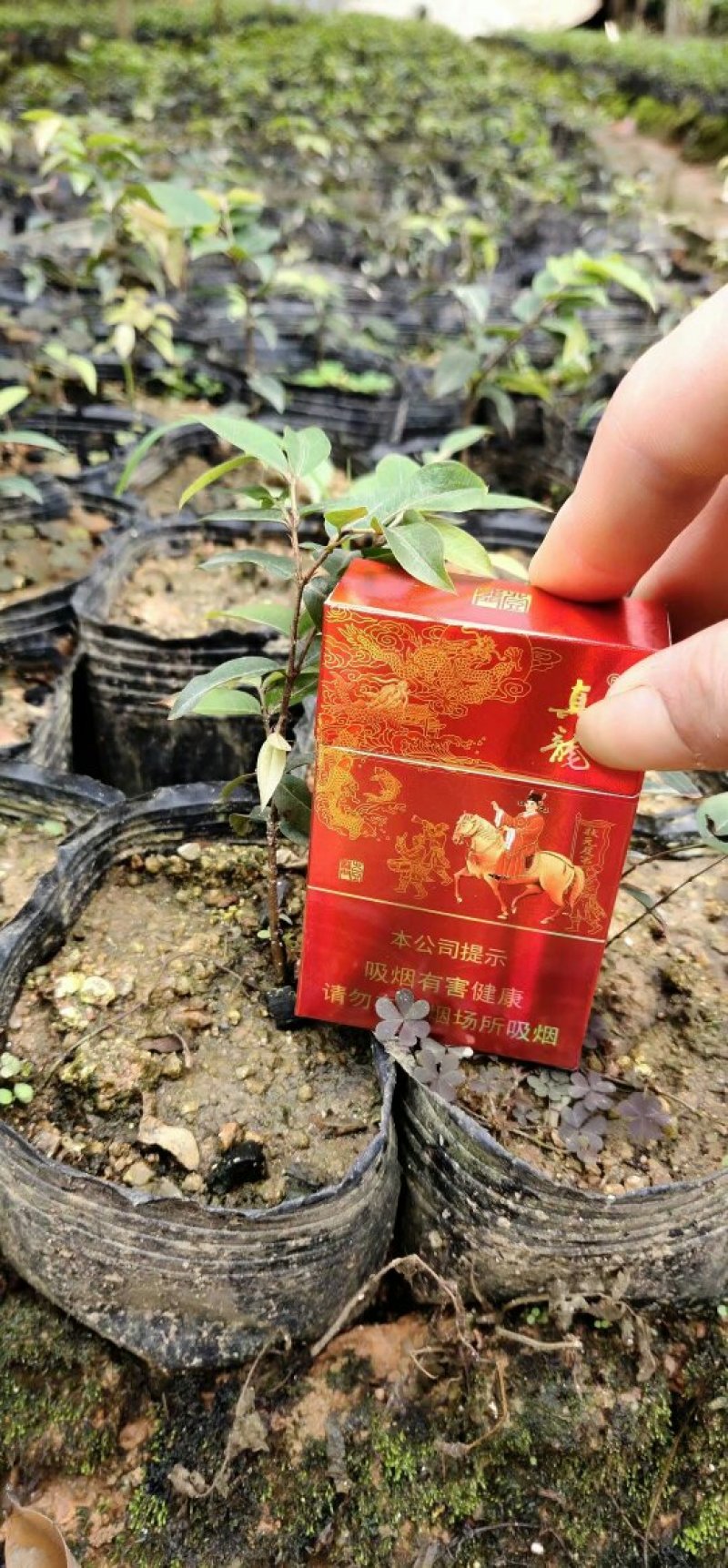 四季嘉宝果苗嘉宝果苗福冈嘉宝果苗四季果苗