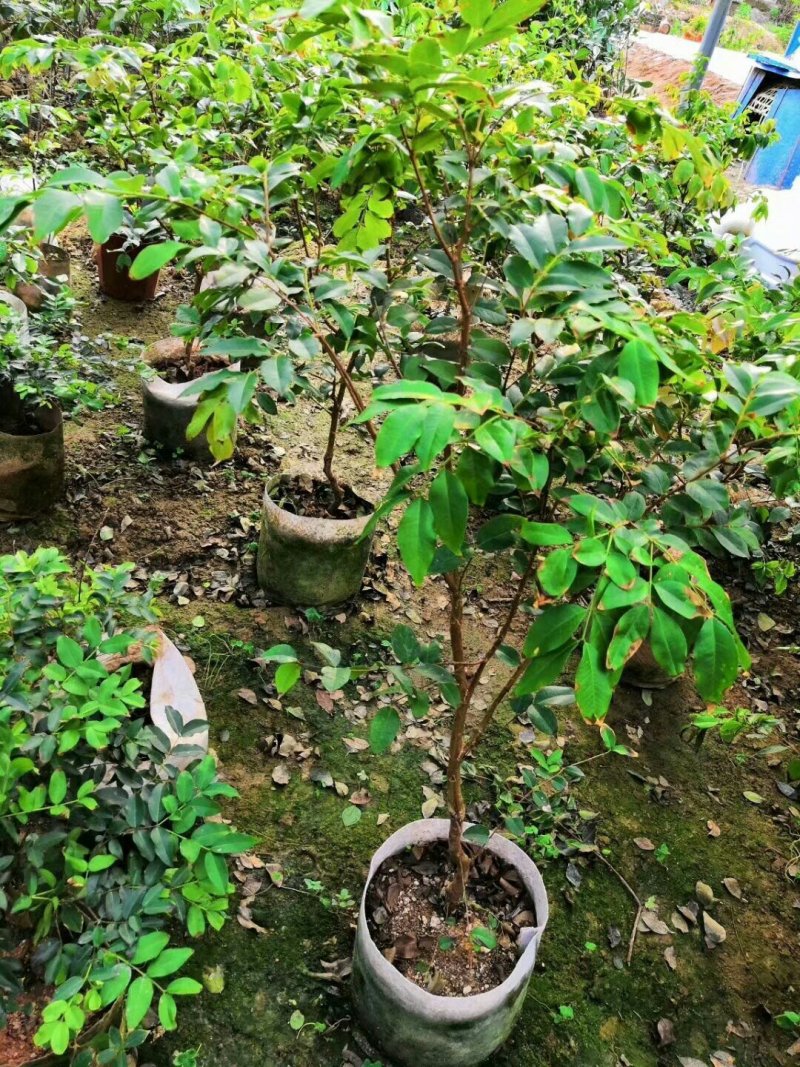四季嘉宝果苗嘉宝果苗福冈嘉宝果苗四季果苗