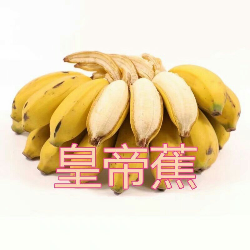 香蕉苗芭蕉皇帝蕉粉蕉矮化中蕉九号南方四季抗寒盆栽地栽