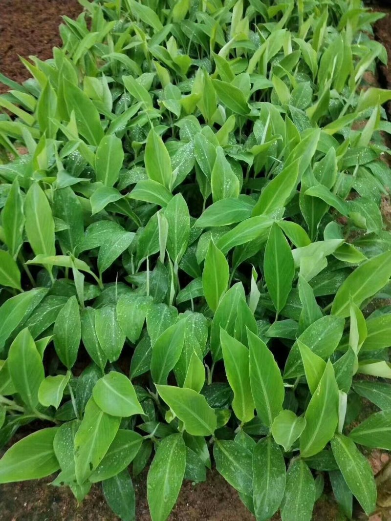 香蕉苗芭蕉皇帝蕉粉蕉矮化中蕉九号南方四季抗寒盆栽地栽