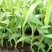 香蕉苗芭蕉皇帝蕉粉蕉矮化中蕉九号南方四季抗寒盆栽地栽