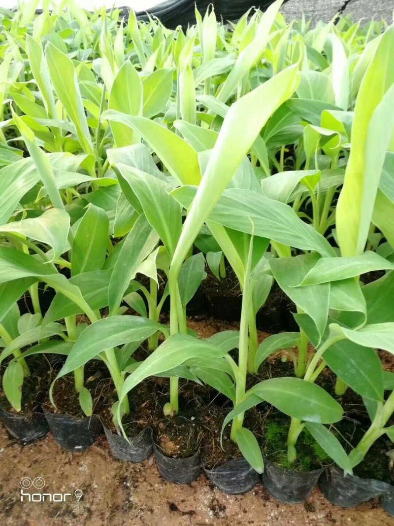 香蕉苗芭蕉皇帝蕉粉蕉矮化中蕉九号南方四季抗寒盆栽地栽