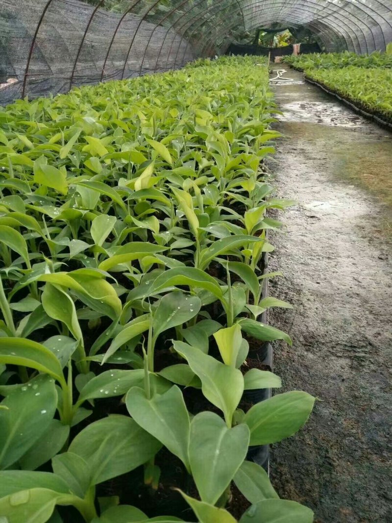 香蕉苗芭蕉皇帝蕉粉蕉矮化中蕉九号南方四季抗寒盆栽地栽